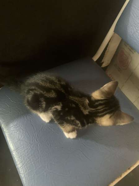 Котята в добрые руки в Санкт-Петербурге фото 7