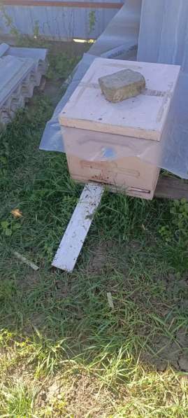 Продам пасеку в 
