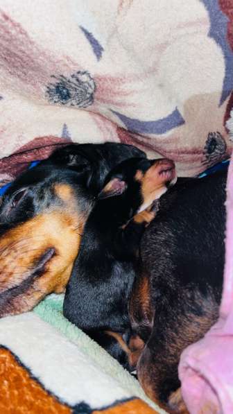 Стандартные щенки таксы в Москве