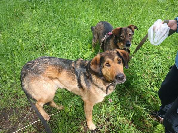 Идеальная пара классных собак в семью