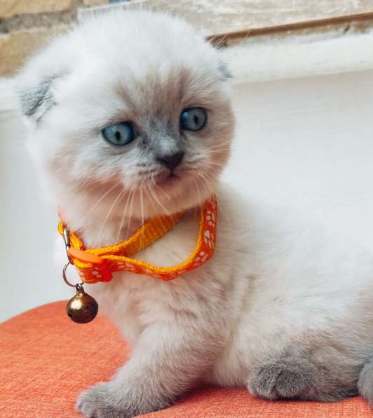 Scottish Fold