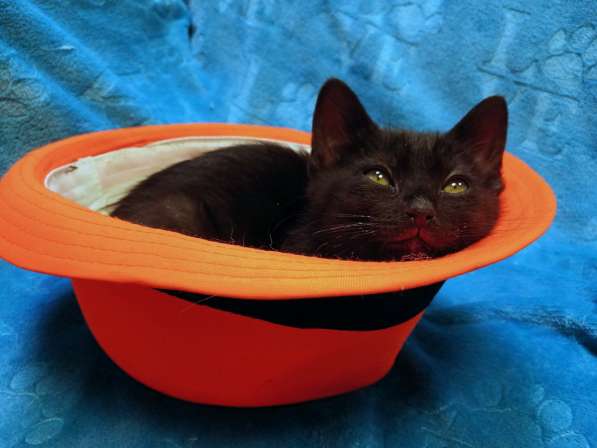 Черный игривый котёнок ищет дом в Санкт-Петербурге фото 11