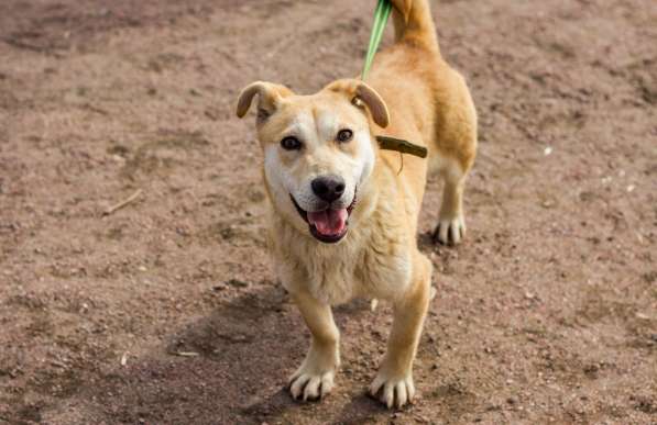 Собачка размером с корги ищет дом в Санкт-Петербурге фото 3