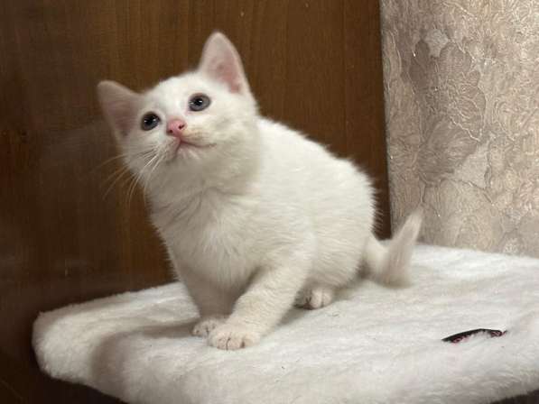 Котенок в добрые руки. Белый Юки