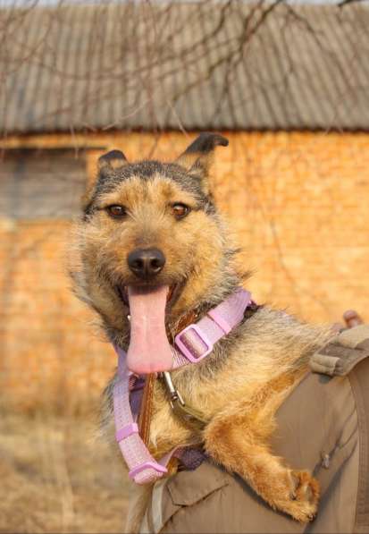 Джо и Ася ищут хоязина в Калуге фото 8