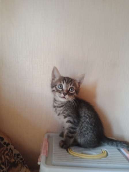 Отдам бесплатно котиков в Тюмени фото 3