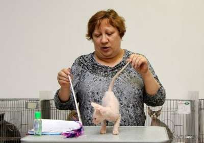 Предлагается к продаже донского сфинкс в Санкт-Петербурге фото 5