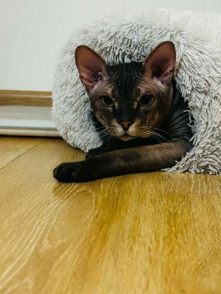 Вязка кота!) в Екатеринбурге