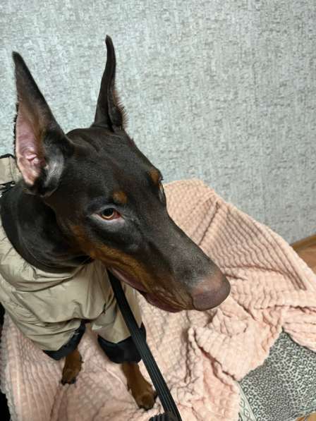 Доберман в Ангарске