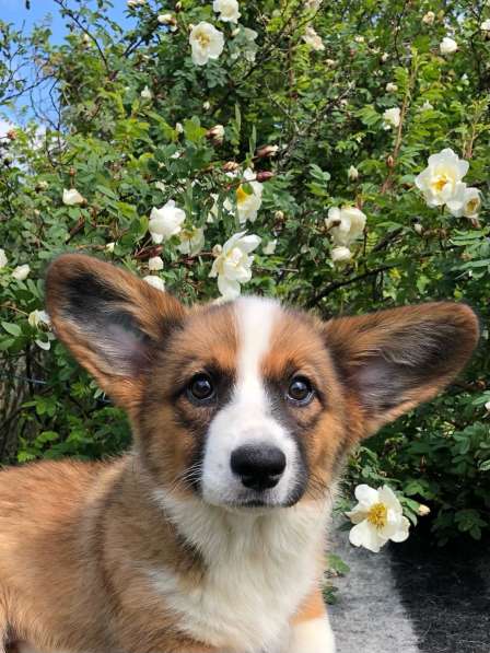 Щенки вельш корги кардиган