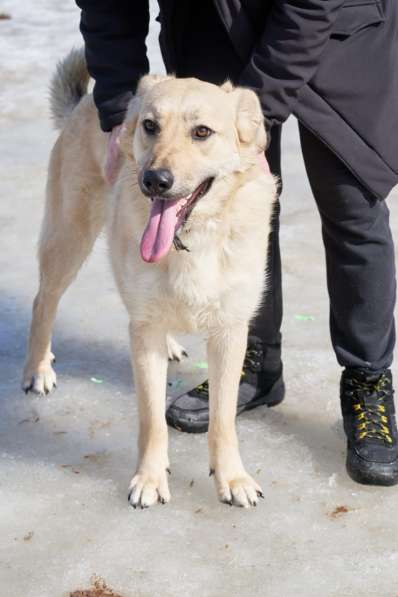 Чудесная Бьянка ищет семью в Москве фото 8