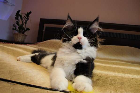 Котята Мейн Кун 3,5 месяца в фото 9