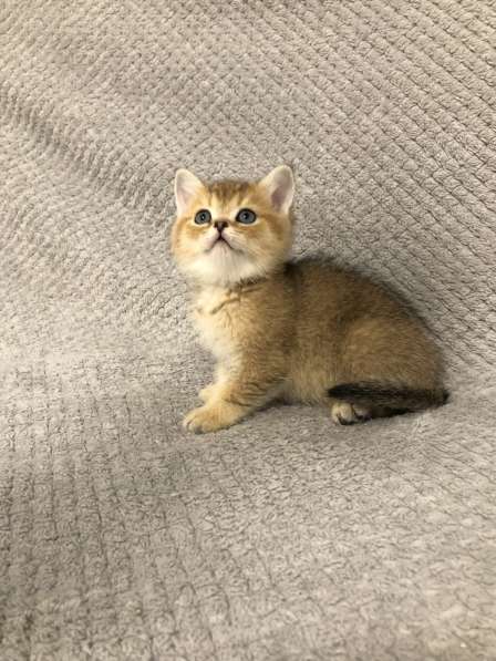 Золотые шотландские котята в Санкт-Петербурге фото 3