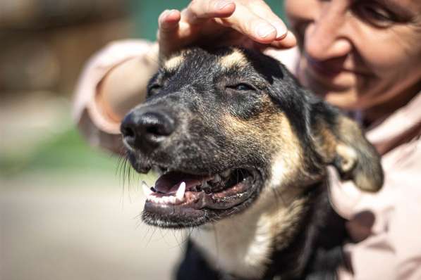 Молоденькая некрупная собачка Зайка ищет семью! в Москве фото 4