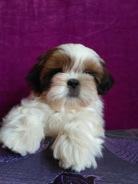 Щенки ши-тцу в Москве фото 15