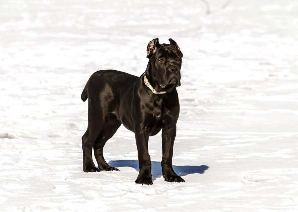 Щенки Кане корсо в Санкт-Петербурге фото 10