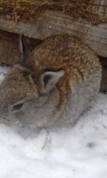 крольчата и взрослые кролики мясных пород в Пскове фото 7