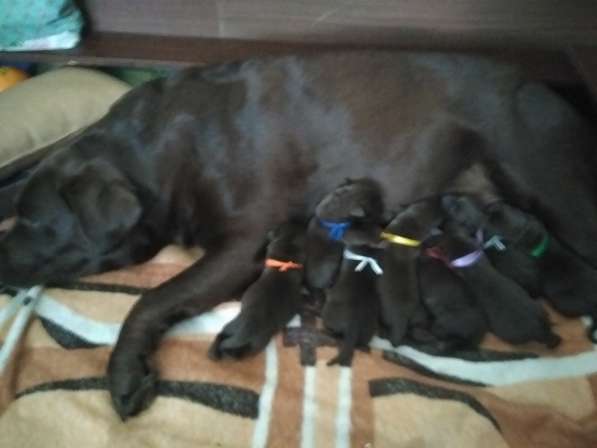 Щенки лабродора ретривера в Красноярске фото 4