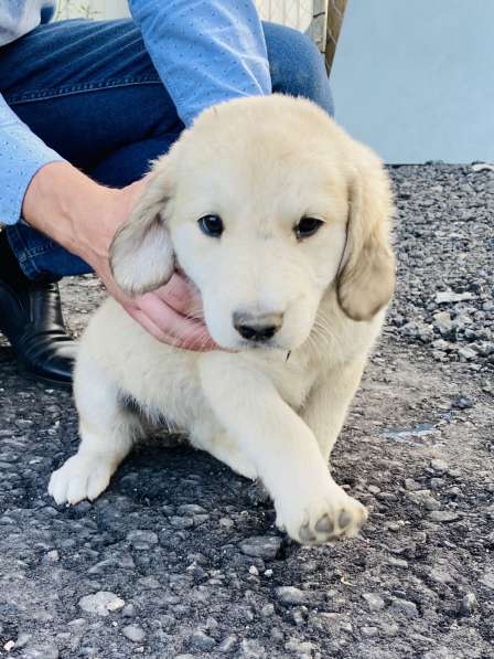 Щеночки помесь бурят-монгольского волкодава в добрые руки в Москве