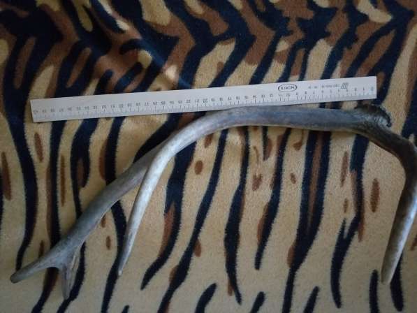 Рога Оленя из Беловежской Пущи, 45см длина рога в фото 3