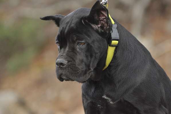 Кобель кане корсо в Симферополе фото 9