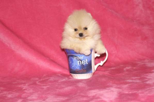 В продаже мини щеночки померанский цверг ШПИЦ в фото 5