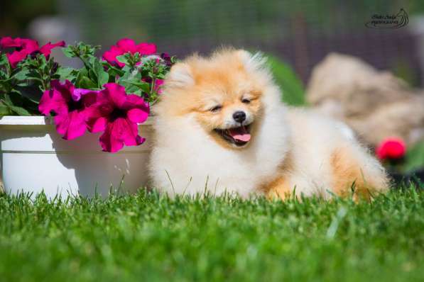 Pomeranian spitz