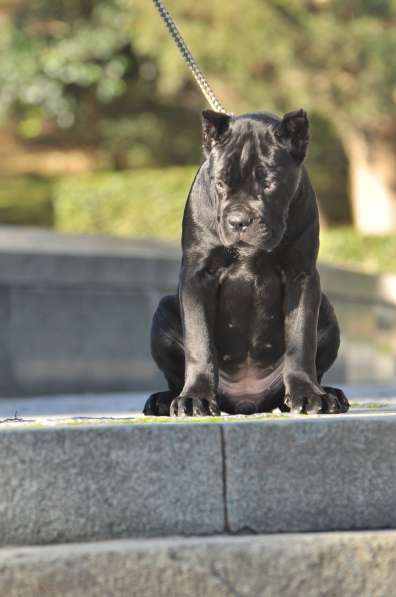 Щенки кане корсо в Краснодаре фото 6