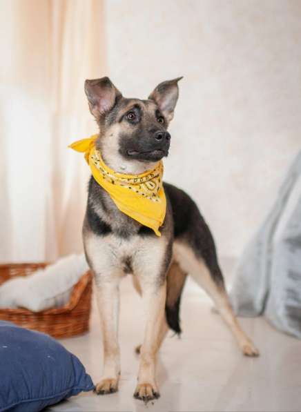 Добби мини овчарка в Москве фото 9