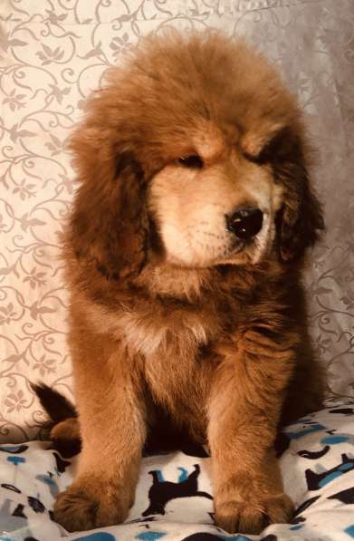 Тибетский мастиф щенки в Твери фото 13