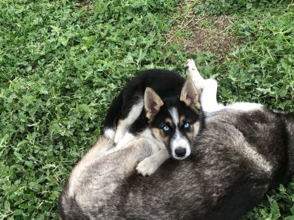 Собаки хаски в Самаре фото 5