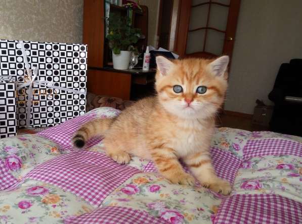 Британские котята в Санкт-Петербурге фото 6