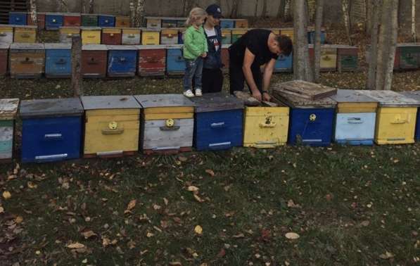 Пчёлы пчелосемьи пчелопакеты в Домодедове фото 8