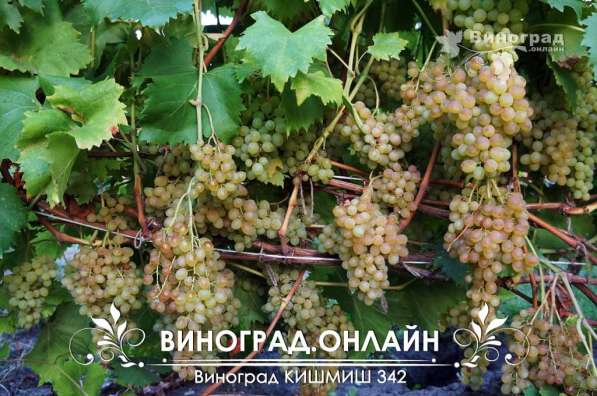 Саженцы элитных сортов неукрывного винограда в Ульяновске фото 6