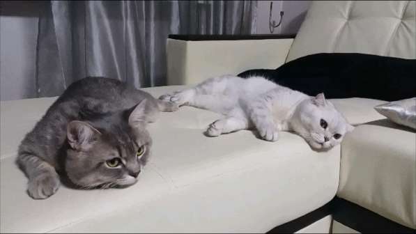 Продаю кота в Саратове