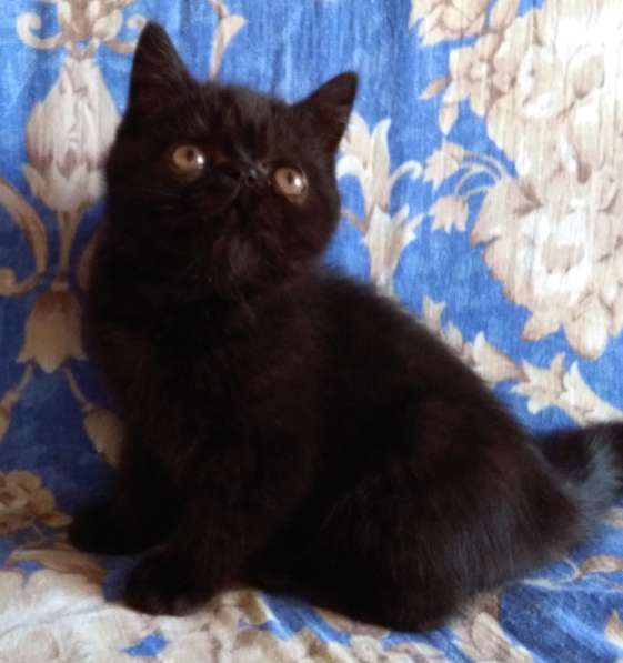 Экзотические котята