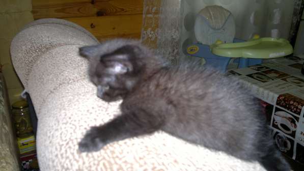 Британские полукровки в Самаре фото 12