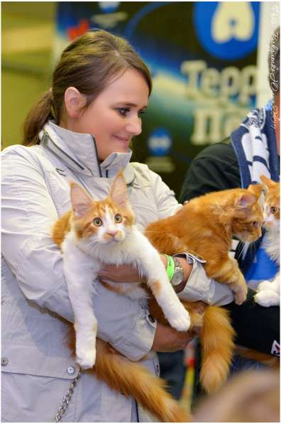 Мейн куны Мальчики и девочки с документами в Краснодаре фото 9