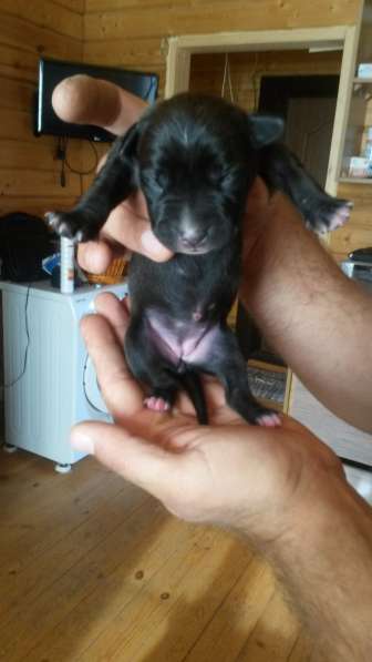 Щенки питбуля в Москве фото 27