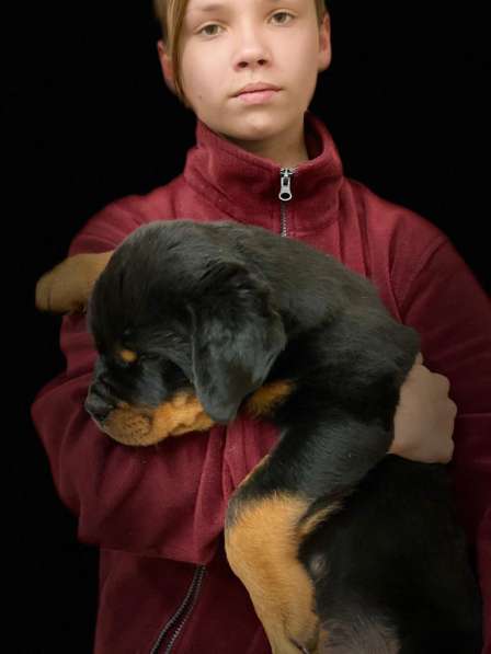 Puppy boy Rottweiler 03.10.2020 в фото 9