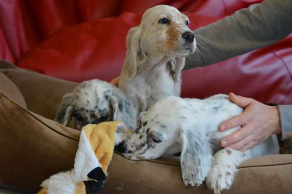 Английский сеттер щенки из элитного питомника в Москве фото 152