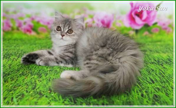 Девочка хайленд страйт в Санкт-Петербурге фото 11