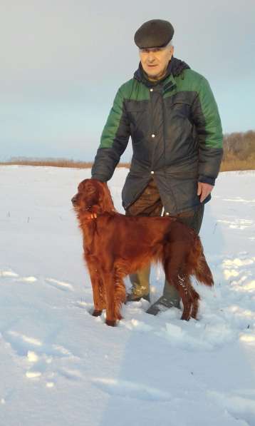 Щенки сеттера в Новомосковске фото 6