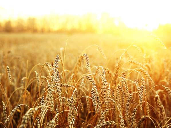 Пшеница продовольственная 3\4-й класс в фото 5