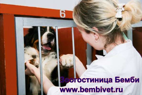 Зоогостиница Бемби в Москве фото 3