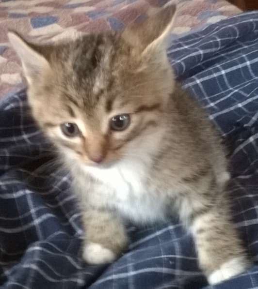 Котята от британской кошки в Москве