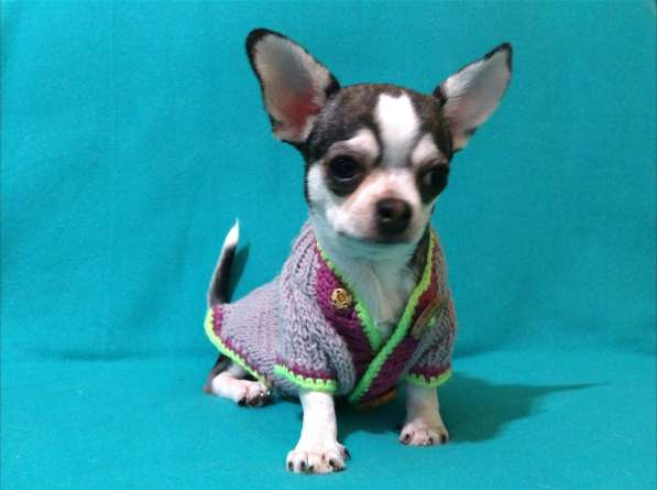 Чишки братишки в Москве фото 3