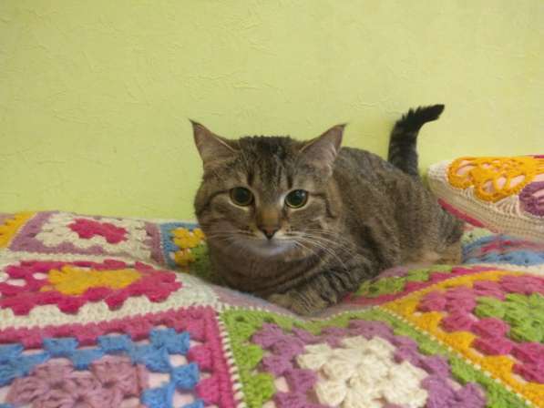 Милашка киса Милана в хорошие руки