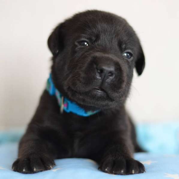 Щенки лабрадора- ретривера в фото 41