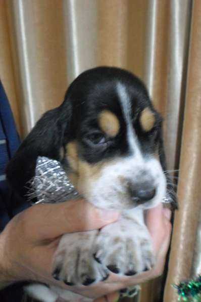 Щенки Бассет-хаунд в Армавире фото 52